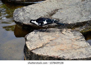 Australia, Magpie-lark Aka Peewee, Peewit Or Mudlark, 