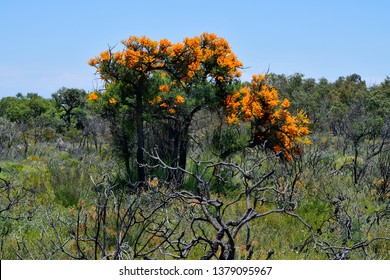 Australia, Nuytsia Floribunda Aka Western Australian Christmas Tree