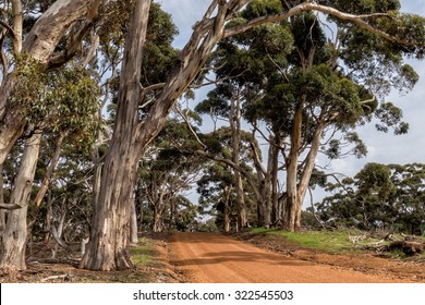 australia red road in green eucalyptus forest