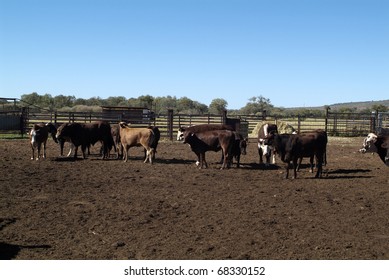 Australia, Small Cattle Station In Northern Territory