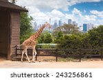 Australia Sydney city Taronga Zoo Giraffe place long neck spotted animals feeding green tree branch with cityscape of CBD landmarks in the background 
