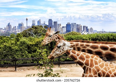 Australia Sydney city Taronga Zoo Giraffe place long neck spotted animals feeding green tree branch with cityscape of CBD landmarks in the background