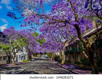 Australia, Sydney, Jacaranda Tree Lined Street. 10/11/16