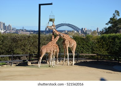 Australia, Sydney, July 2014, Taronga Zoo. Taronga Zoo is located on the shores of Sydney Harbour, see the amazing animals, and the magnificent  views of The Sydney Harbour Bridge and the Opera House.