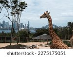 Australia Sydney Taronga Zoo, Giraffe place long neck spotted animals feeding green tree branches with the cityscape of CBD landmarks in the background.