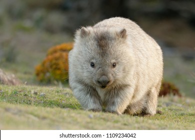 Wombat の画像 写真素材 ベクター画像 Shutterstock