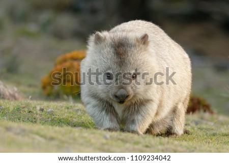Australia, Tasmania, The common wombat (Vombatus ursinus), also known as the coarse-haired or bare-nosed 