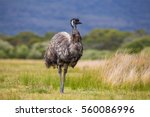 Australia Wild Emu found in national park