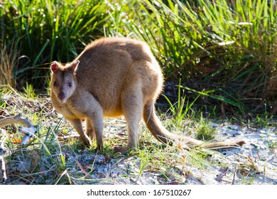 Australian agile wallaby on beach. Jervis Bay National Park, New South Wales, Australia