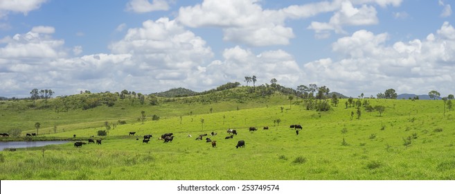 Australian Agriculture Beef Cattle Farming in Queensland with lush green pasture after good rain