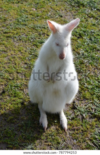 Australian Albino Kangaro Stock Photo Edit Now 787794253