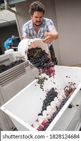Australian Argentinian winemaker adding Tempranillo grapes to a crusher destemmer at a small wine processing facility near Hahndorf in the Adelaide Hills of South Australia