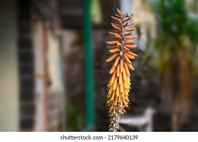 Australian Asphodelaceae; Cluster Of Orange Aloe Vera Flowers Blooming