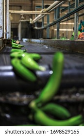 Australian Banana Tree Farm Production,QLD,Australia