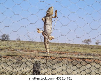 Australian Bearded Dragon Climbing Fence To Escape On The Dog Fence Wire Outback Australia.