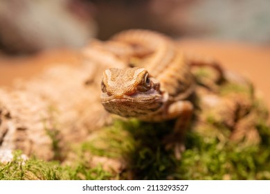 Australian bearded dragon lizard. Agama lizard lies on a log on wood background. close-up, exotic reptiles. Leatherback Translucent het Hypo Morph. pogona vitticeps lizard - Shutterstock ID 2113293527