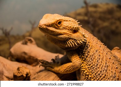 Australian Bearded dragon on the log. Pogona is Agamidae lizard genus endemic to Australia. Beautiful lizard with spikes of sand color. Endangered not poisonous reptile.