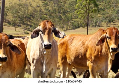 Australian Beef - Cattle Country With Three Red Brown Brahman Cows