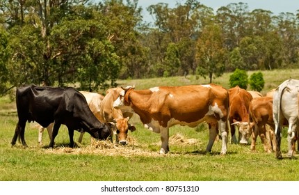 Australian Beef Cattle Cows Feeding On Lucerne Hay