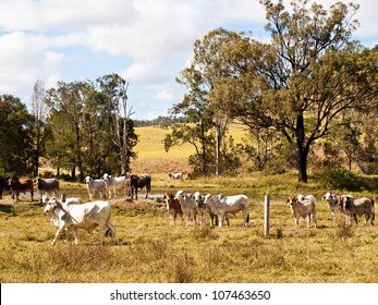 Australian Beef Cattle Cows Near A Dam