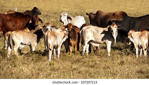 Australian Beef Cattle Cows With Their Calves Panorama Scene