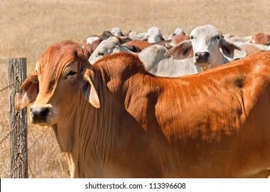 Australian Beef Cattle Herd Brown Brahman Cows Live Animals On Ranch