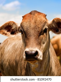 Australian Beef Cattle, Young Yearling Cow Against Blue Sky