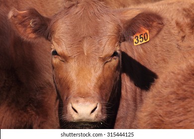 Australian beef shorthorns are known for their good temperament and carcass quality..  Although colour ranges from red to roan to white, roan and red are the predominant colours. 