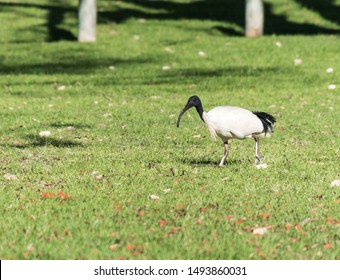 Australian Bin Chicken - Ibis, Perth, Australia