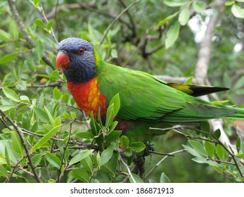 Australian Bird