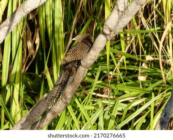 Australian Bird At Kakadu Park