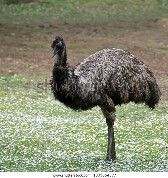 sæt ind Intakt I Australian Birdemu Standing Blossom Field Bird Stock Photo (Edit Now)  1303854397
