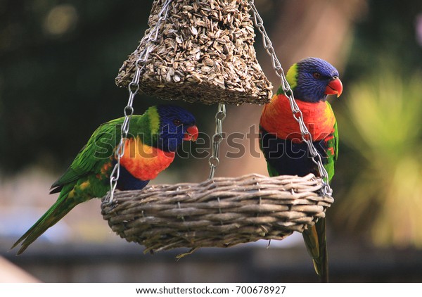 Australian Birds Lorikeets Feeding Garden Stock Photo Edit Now