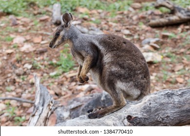 Australian Black Footed Rock Wallaby