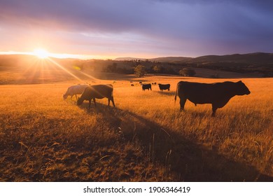 Australian black lowline cows (Bos primigenius) against a colourful, dramatic sunset or sunrise sky in rural countryside landscape near Rydal in the Blue Mountains National Park in NSW, Australia.
