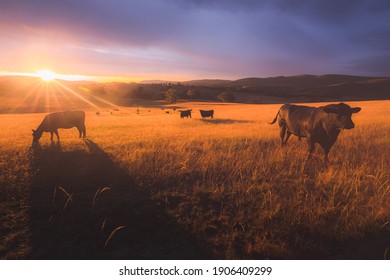Australian black lowline cows (Bos primigenius) against a colourful, dramatic sunset or sunrise sky in rural countryside landscape near Rydal in the Blue Mountains National Park in NSW, Australia.