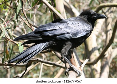 Australian Black Raven