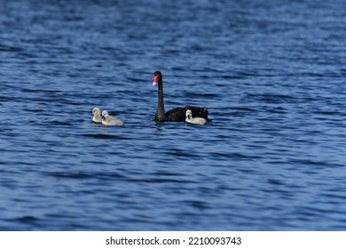 Australian Black Swan With Cygnets