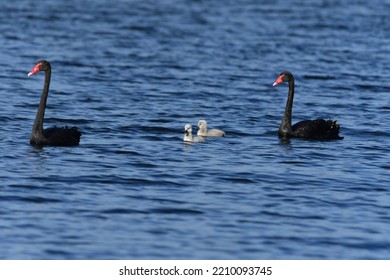 Australian Black Swan With Cygnets