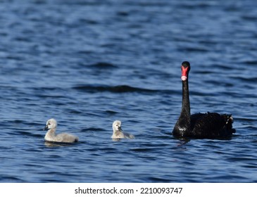 Australian Black Swan With Cygnets