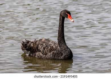 Australian Black Swan On Lake