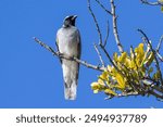 Australian Black-faced Cuckoo Shrike perched in tree