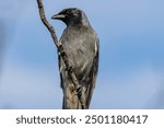 Australian Black-faced Cuckoo Shrike perched on tree branch