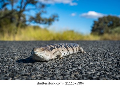 Australian Blue Tongue Lizard Crossing The Road