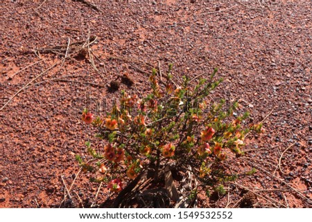 Australian bluebush (Maireana brevifolia) against the red soil of the Australian outback
