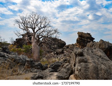 Australian Boab Bottle Tree In Western Australia Kimberley WA.