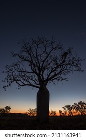 An Australian Boab Tree At Sunset Or Sunrise