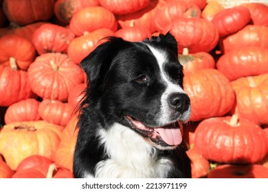 Australian Border Collie Crossbreed In Sunny October