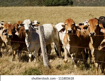 Australian Brahma Beef Cattle Line Along A Barbed Wire Fence, Red Cows Grey Cow