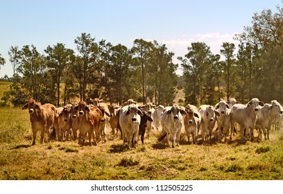 Australian brahman beef cattle line, red cows, grey cow, live animals on ranch